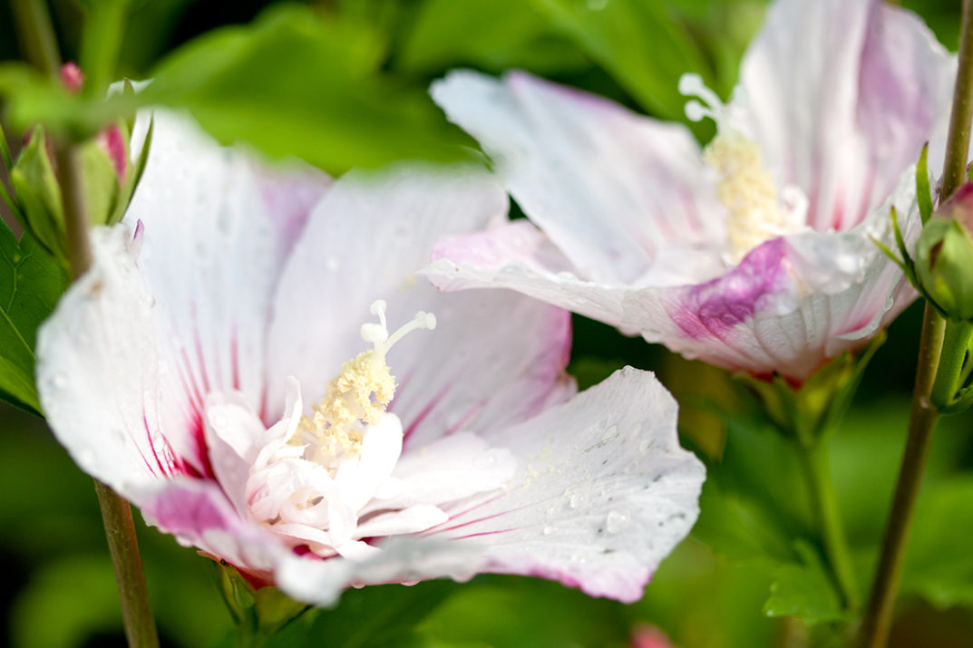 ARE PERENNIAL HIBISCUS DEER RESISTANT? | Garden Gab