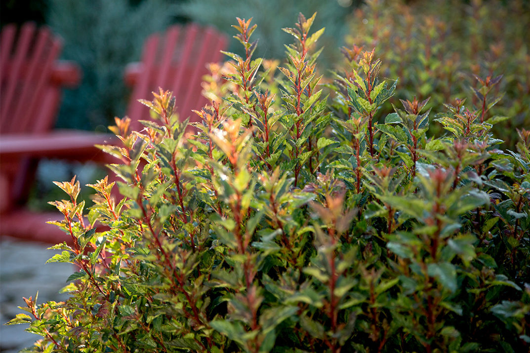 I HAVE SEVERAL LITTLE DEVIL NINEBARK, BUT DON'T KNOW WHERE TO PLANT