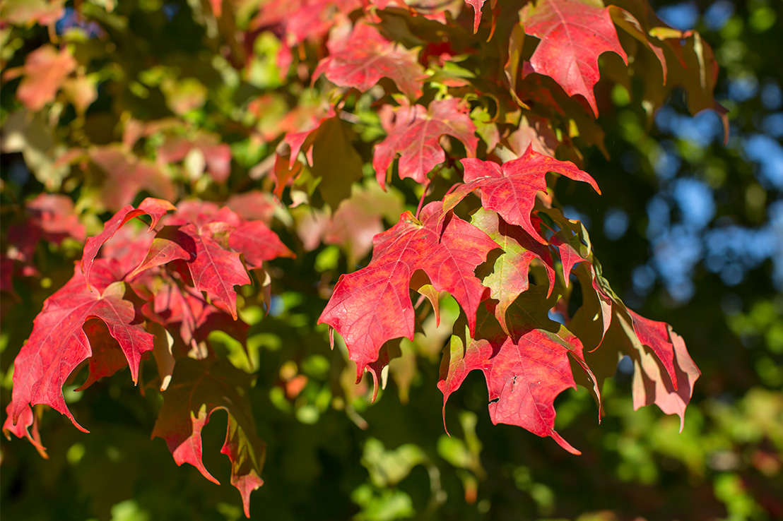 WHEN IS THE BEST TIME TO PLANT A RED MAPLE TREE? Garden Gab