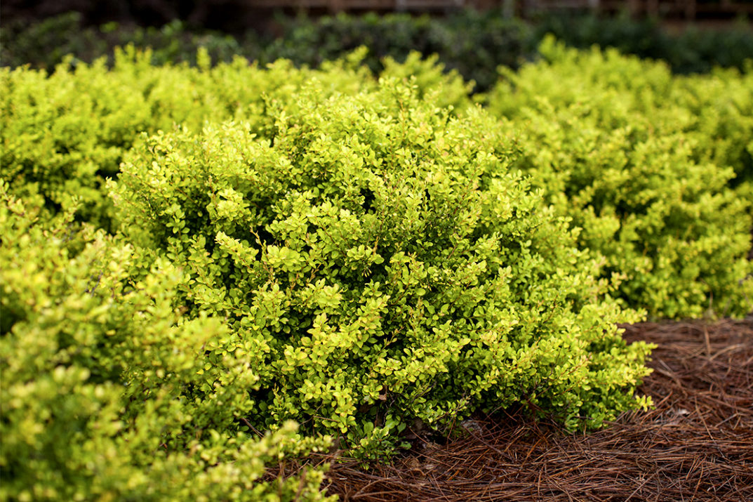 IT APPEARS BUGS ARE EATING MY BARBERRY. WHAT CAN I DO ...