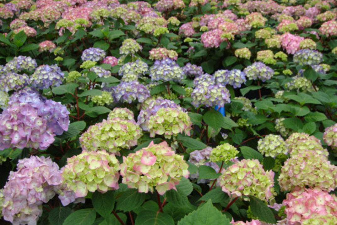 ARE ENDLESS SUMMER VARIETIES DEER RESISTANT? | Garden Gab