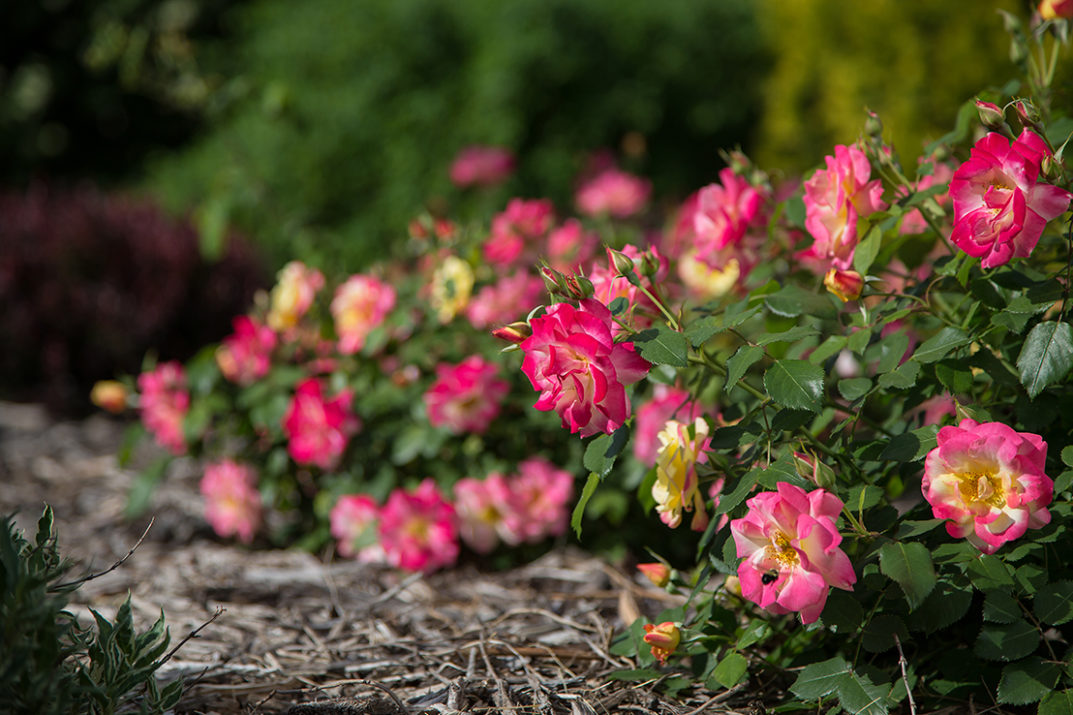 SHOULD I DEADHEAD THE DYING BLOOMS ON MY ROSE BUSH? Garden Gab