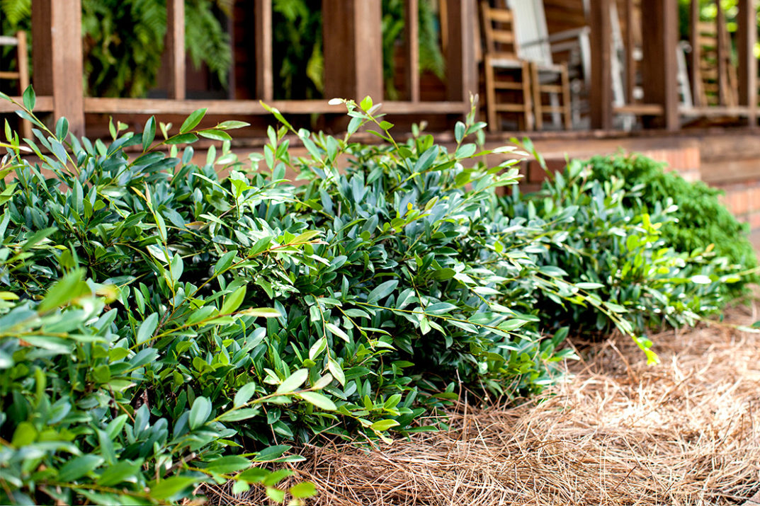 I planted three Vintage Jade distylium last year and I love them so far