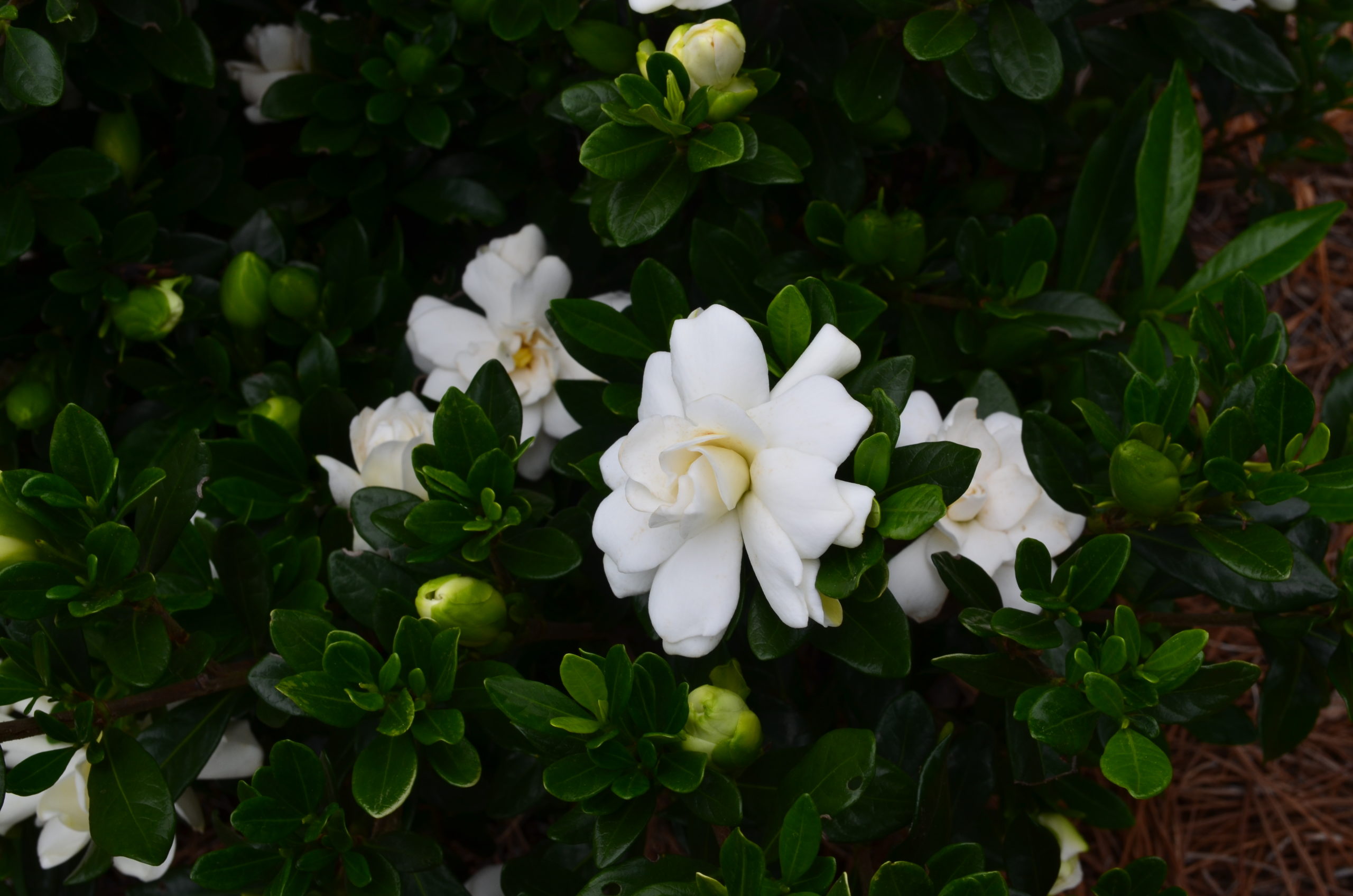 WHEN IS THE BEST TIME TO PRUNE GARDENIA BUSHES? Garden Gab