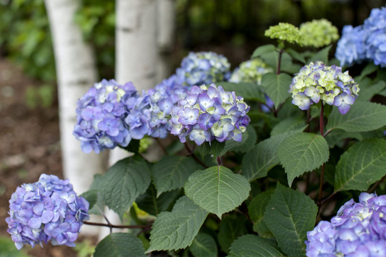 HOW DO I GET RID OF BUGS THAT ARE EATING MY HYDRANGEA LEAVES? Garden Gab