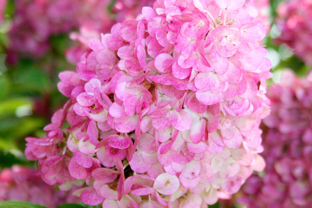 CAN HYDRANGEAS GROW IN SOUTHERN FLORIDA? Garden Gab