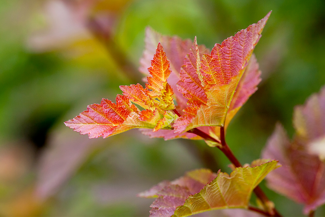 MY AMBER JUBILEE NINEBARK HAVE BRANCHES WITH LEAVES THAT ARE TURNING