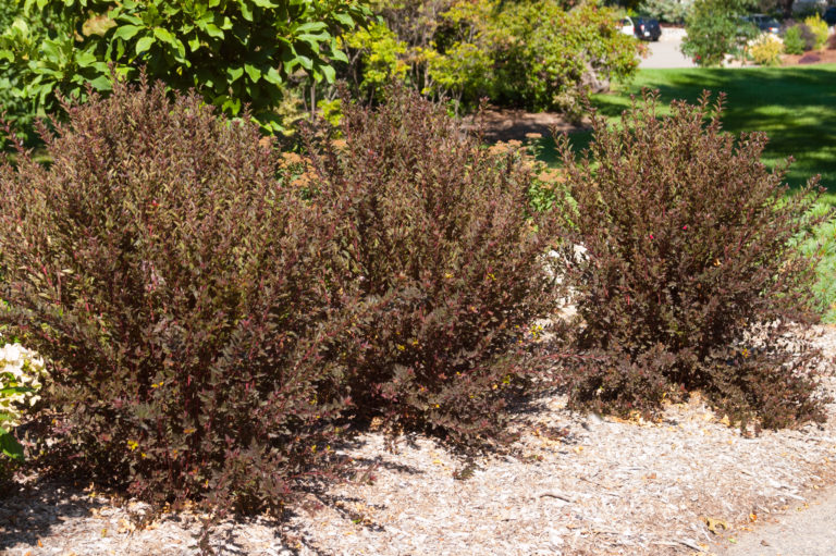 HOW CAN I REVIVE MY LITTLE DEVIL NINEBARK? Garden Gab