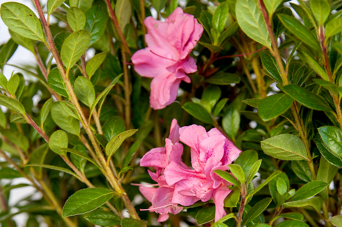 WHAT PLANTS STAY GREEN ALL WINTER IN A COLD CLIMATE