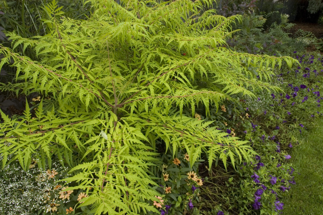 DO DEER EAT TIGER EYE SUMAC? Garden Gab
