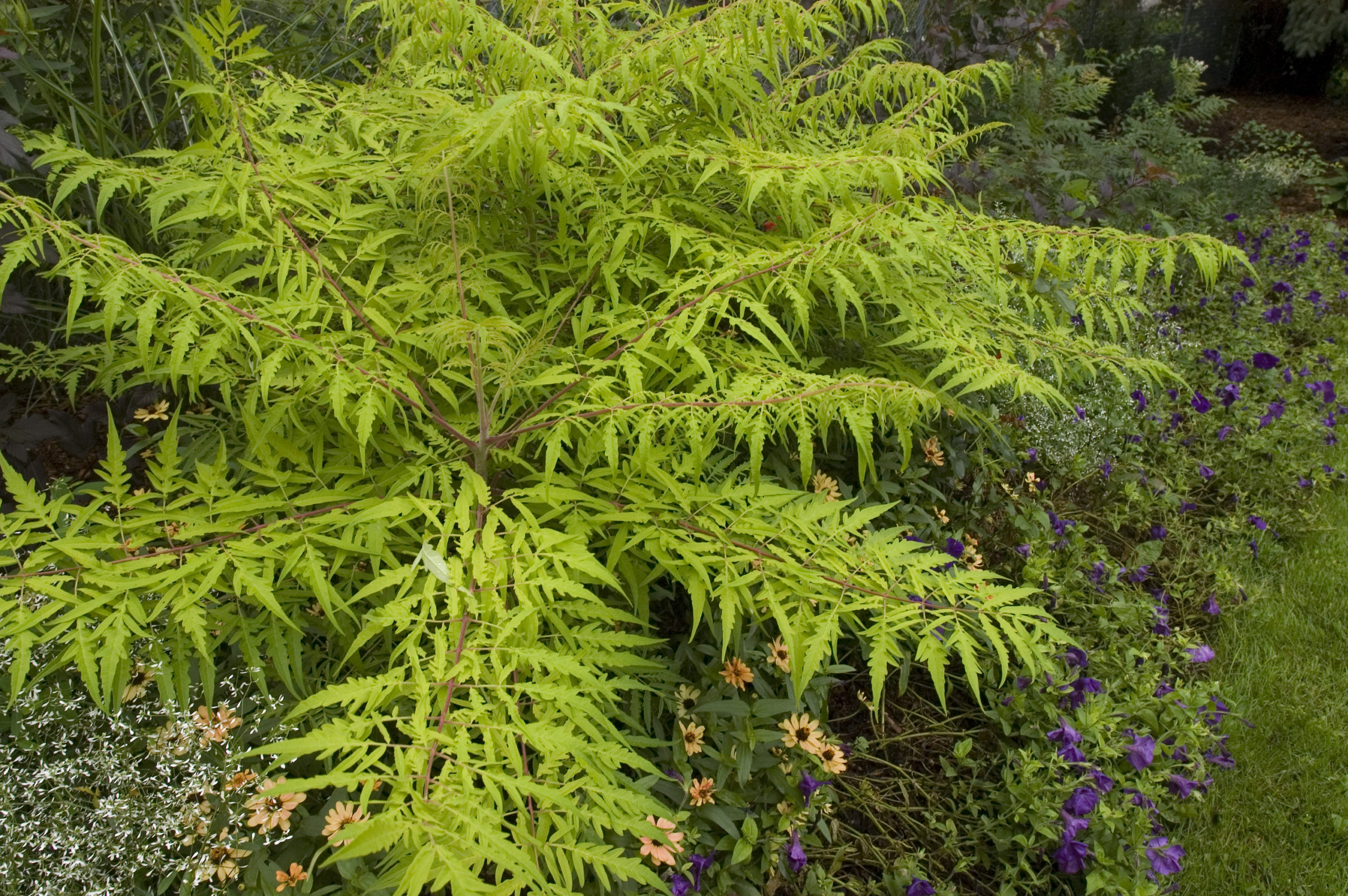DO DEER EAT TIGER EYE SUMAC? Garden Gab
