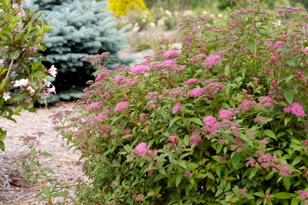 I WOULD LIKE TO RELOCATE A BARBERRY AND A SPIREA SHRUB