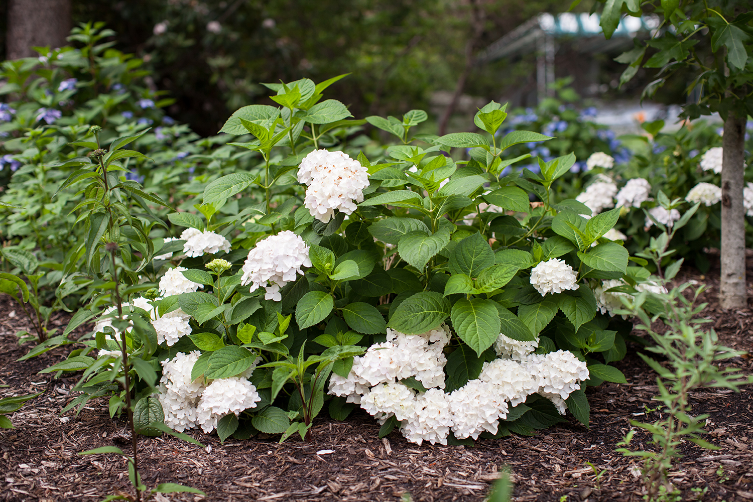 Endless Summer Hydrangea Blushing Bride