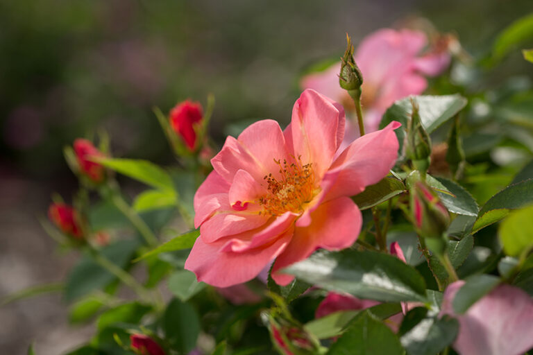 Hi purchased beginning of may and the shrub has a couple of full grown