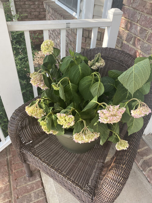 My hydrangea are wilting after too much sun followed by