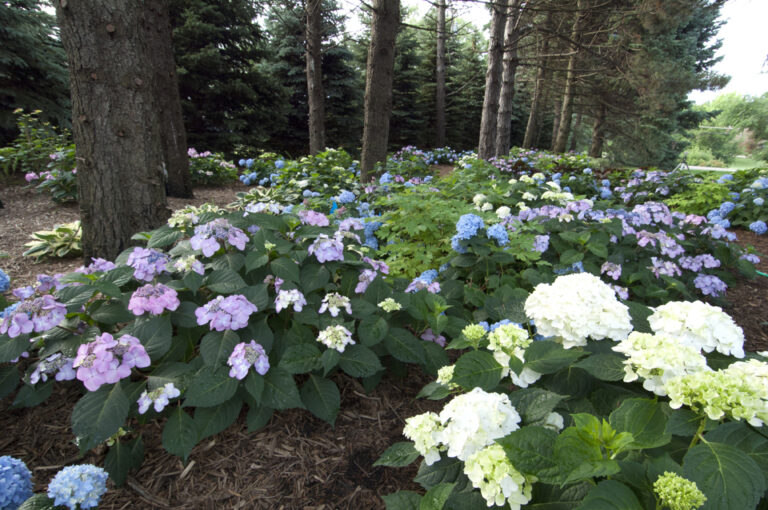 My hydrangea plants appear healthy each year however, they