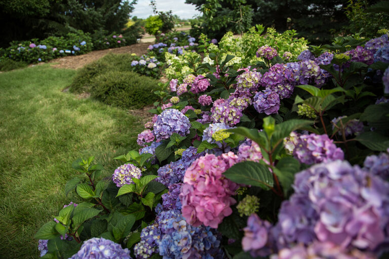 I just bought 2 Bloomstruck Hydrangeas. I know the tag says not to