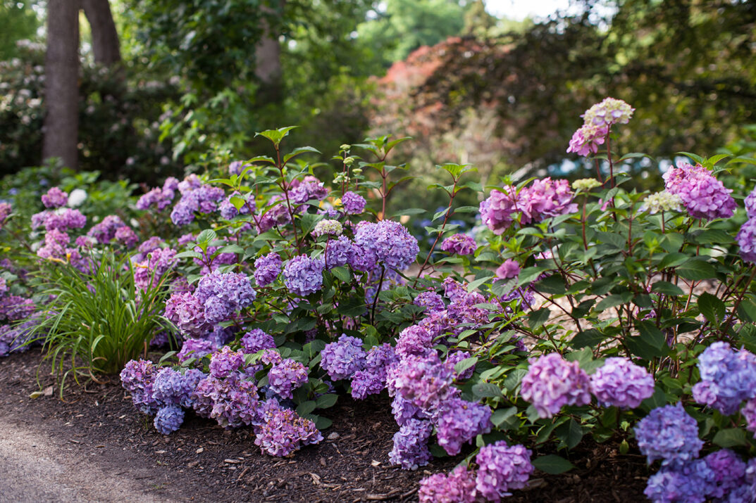 When Should You Plant Hydrangeas Outside - What Side Of The House Do You Plant Hydrangeas