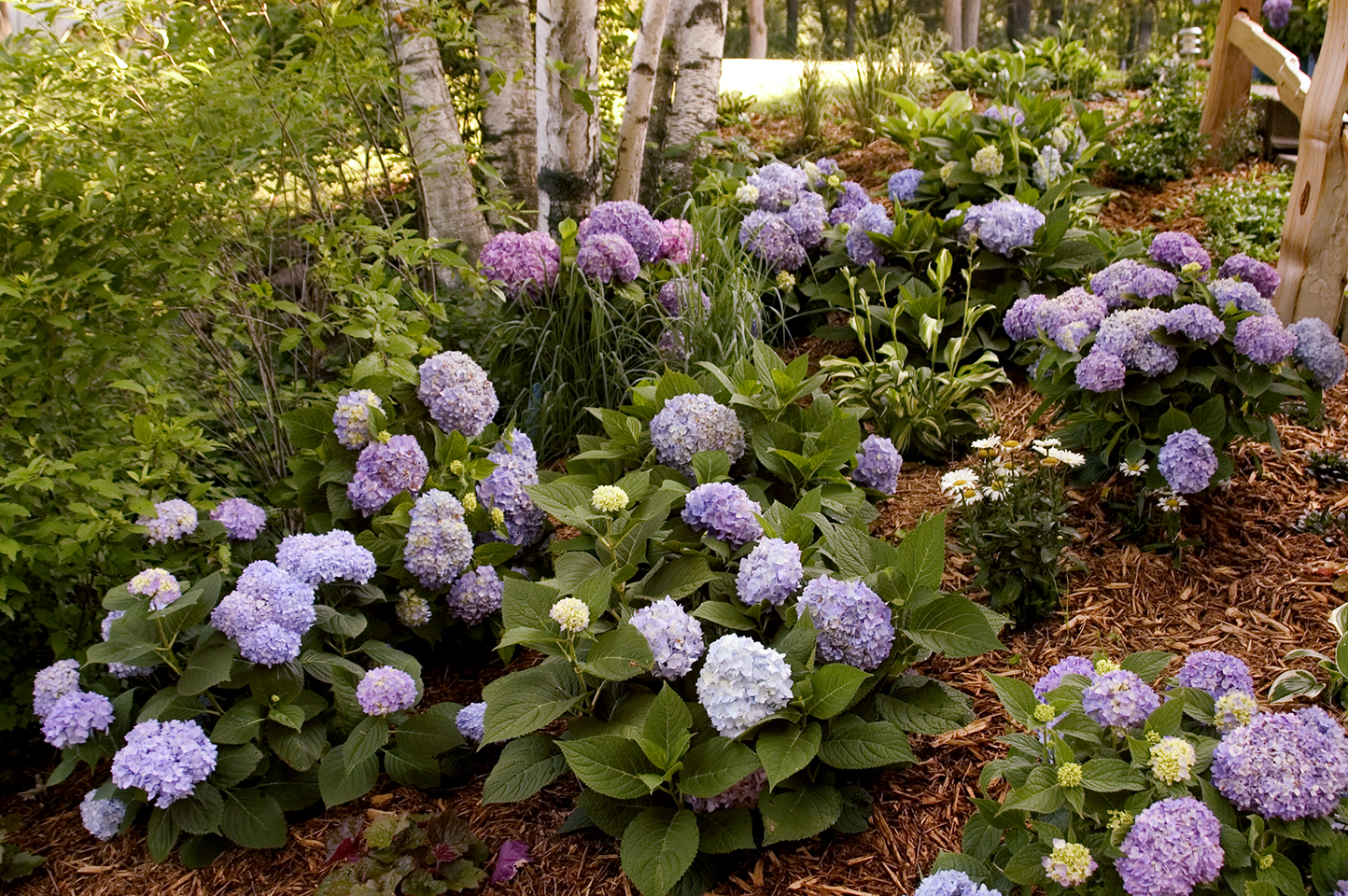 Image of Endless Summer Hydrangea in full shade