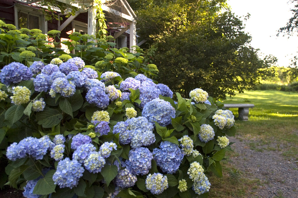 About 3 Weeks Ago I Planted Summer Crush Hydrangeas In Zone 5 In NE 