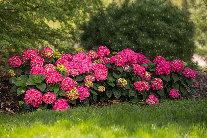 Endless Summer Crush Hydrangea for Sale