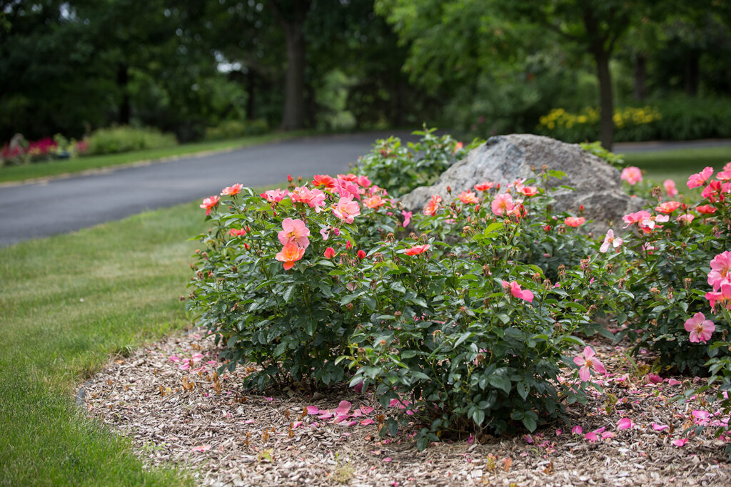 I Have Rose Bushes That I Need To Plant I Live In Colorado And Have