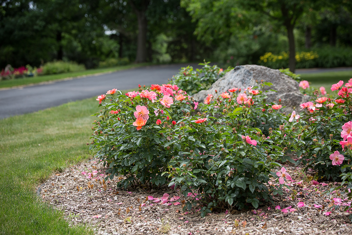 I have 2 rose bushes that I need to plant. I live in