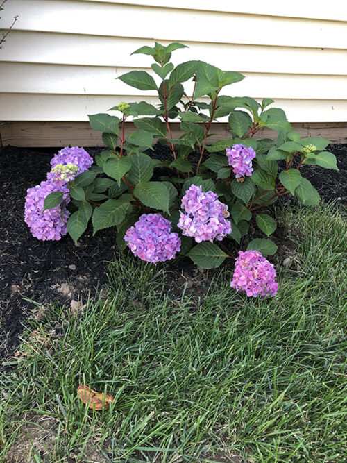 My endless summer hydrangeas are beautiful, but the blooms seem so big