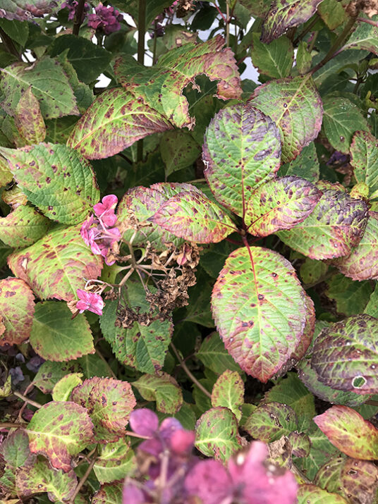 My hydrangea leaves have brown/black spots on them every year. Other