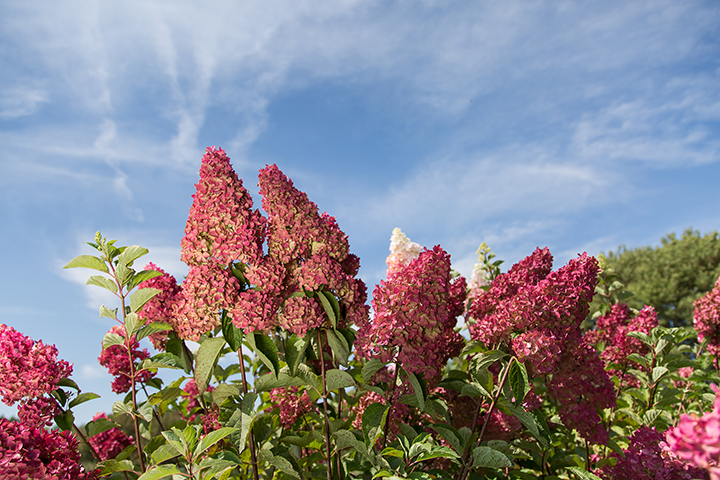 Strawberry 2024 sundae hydrangea