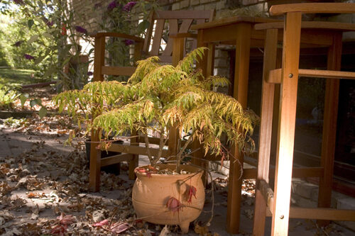 Purchased two Tiger Eyes Sumac Staghorn plants and I want to transplant