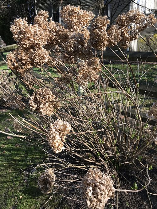 My hydrangea bushes in the spring have dried brown flowers at the ends