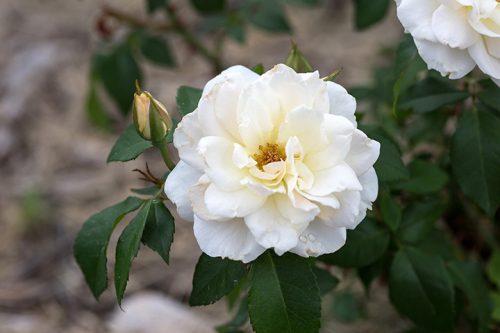 My Champagne Wishes rose bush has developed yellow leaves. What can I ...