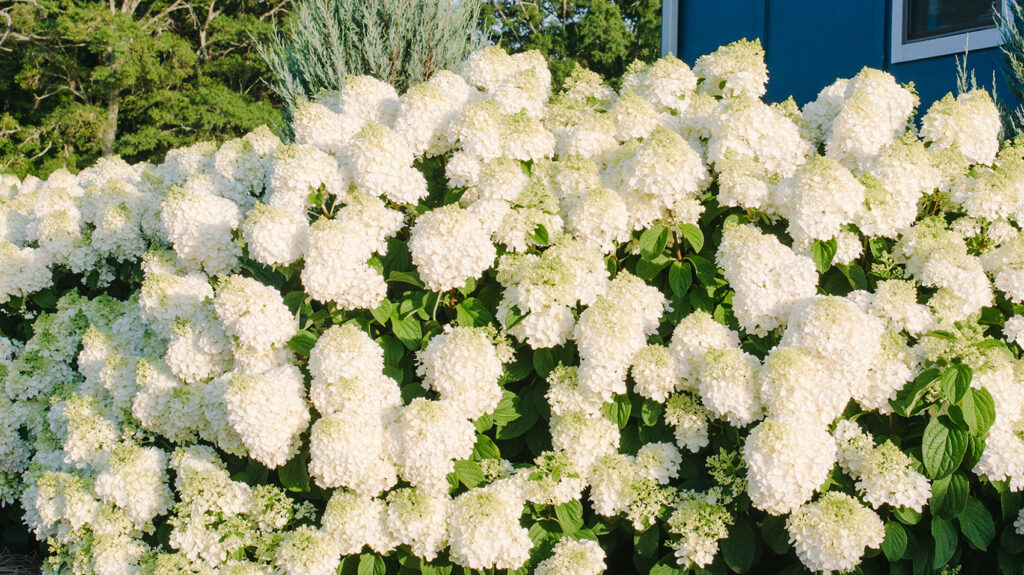 Little Hottie Panicle Hydrangea planted in the landscape in full sun