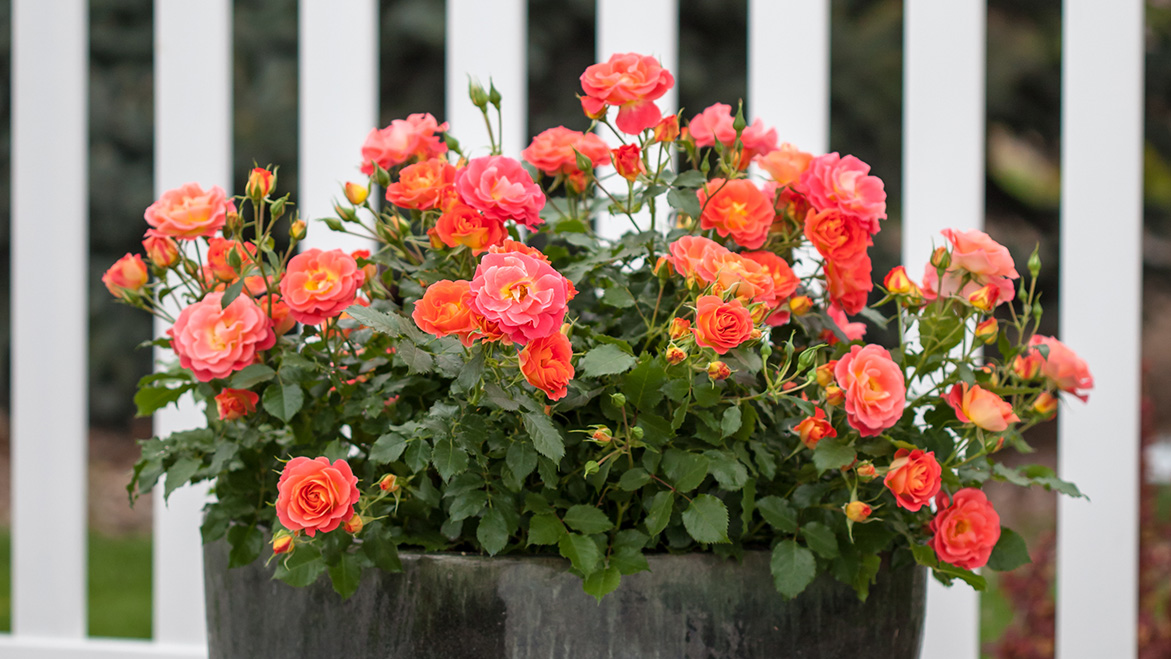 Can Easy Elegance® roses be grown in containers? Garden Gab