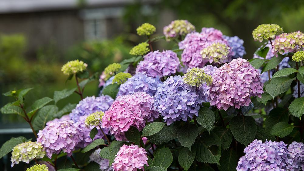 pink and purple blooms from BloomStruck Hydrangeas