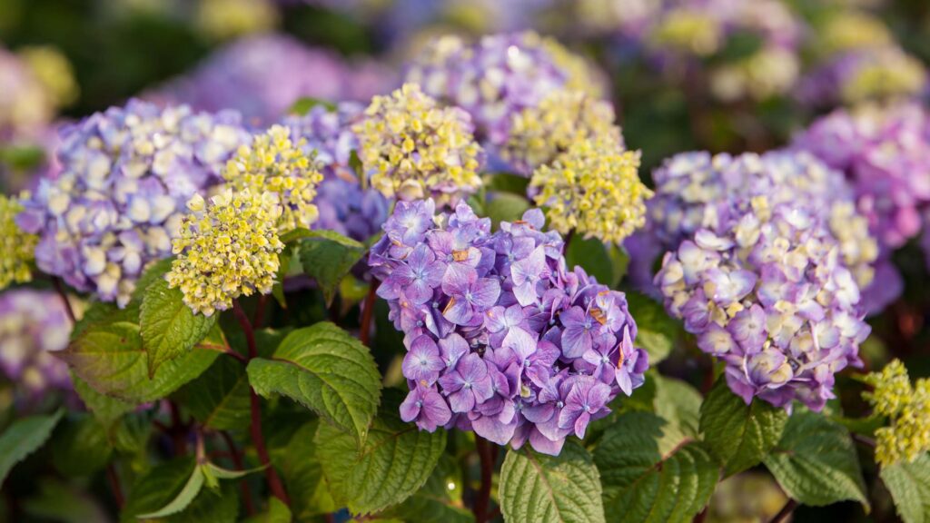 Purple blooms on BloomStruck Hydrangea