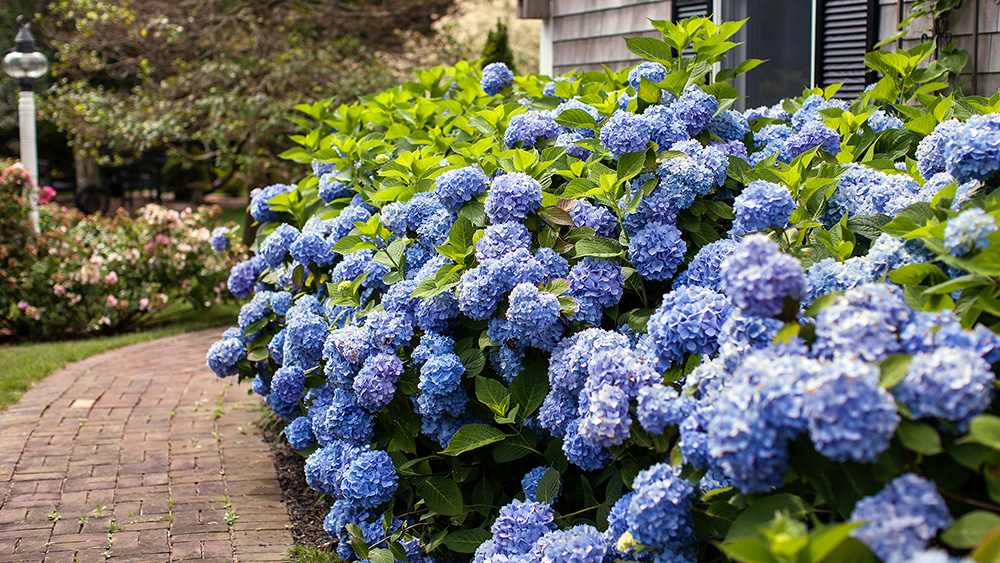 hedge of The Original hydrangea with blue blooms