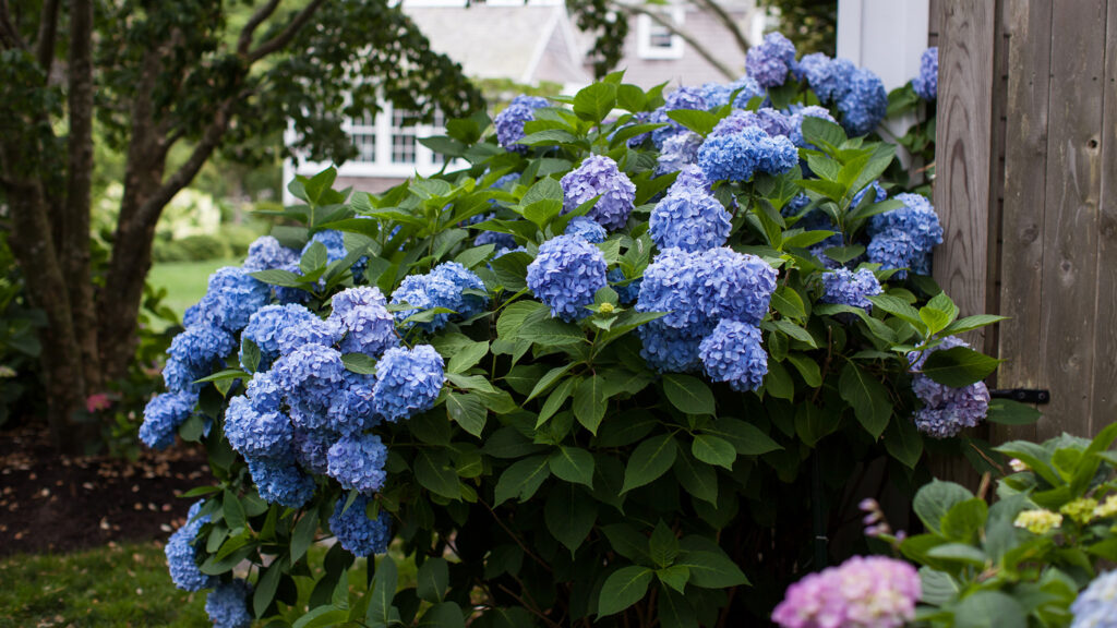 A blooming The Original Hydrangea in front of fence