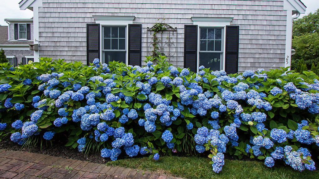blue blooming The Original hydrangea hedge