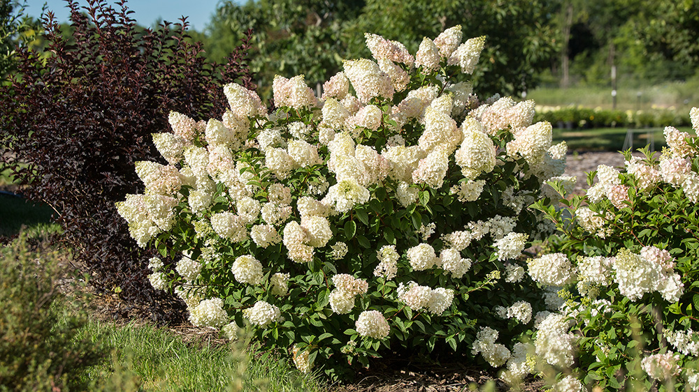 Strawberry Sundae Hydrangea covered in blooms