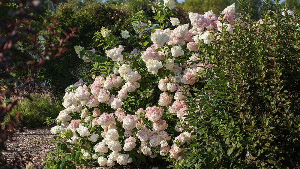 blooming Vanilla Strawberry Hydrangea in the landscape