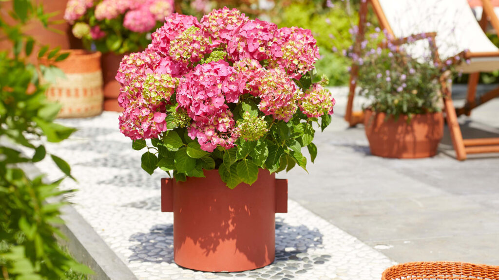 Raspberry red Summer Crush hydrangea in a decorative container