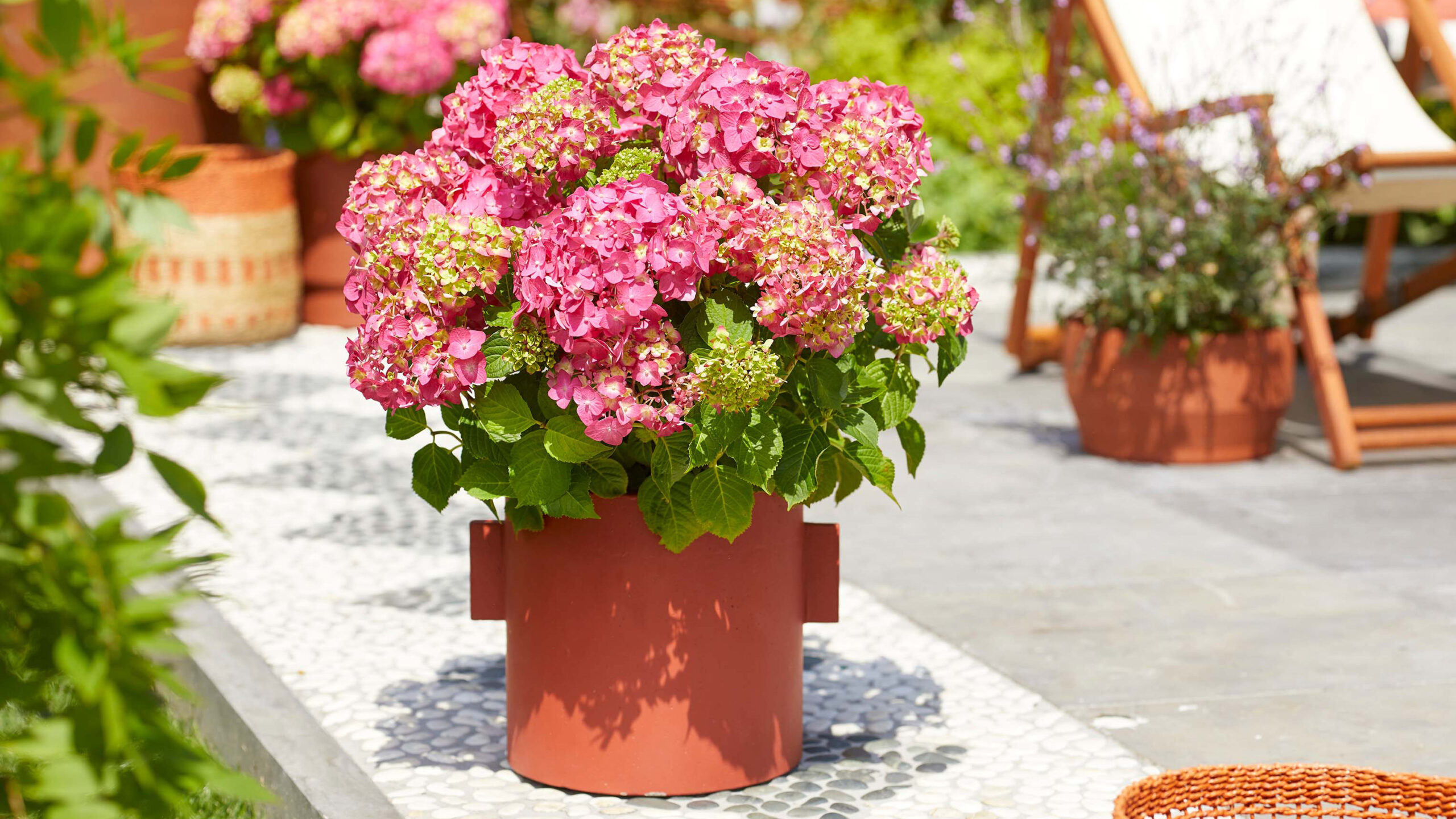 Image of Endless Summer Hydrangea in a container on a patio