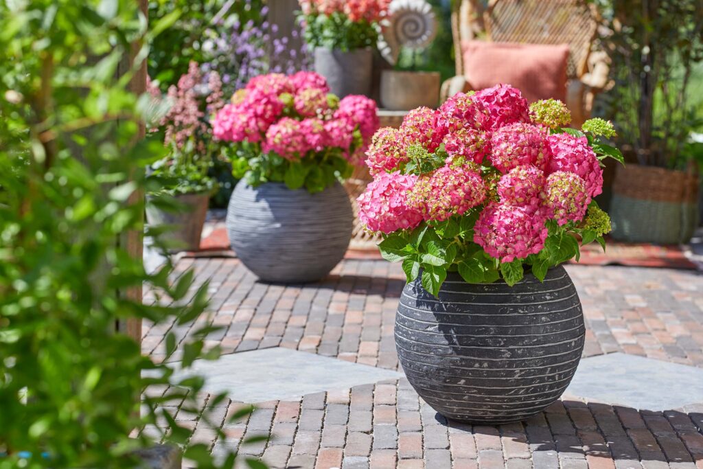 Summer Crush Hydrangeas in containers