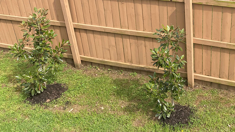 Little Gem Magnolias planted along a fence