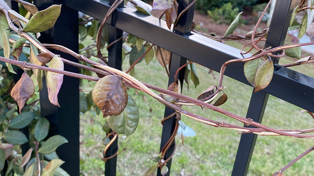 Jasmine showing split bark from weather damage