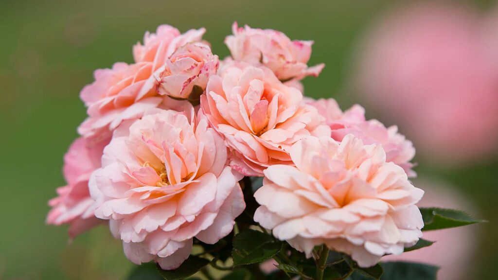 Calypso Rose blooms