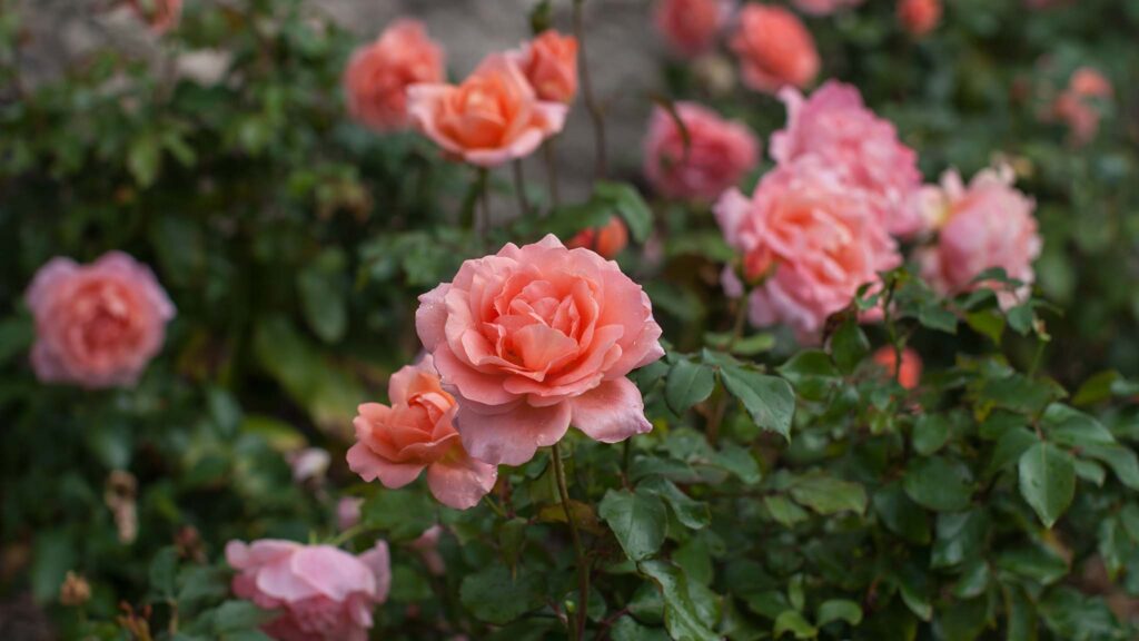 blooming Sweet Fragrance rose