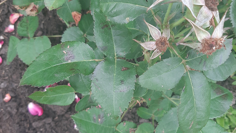 dark spots on rose leaf